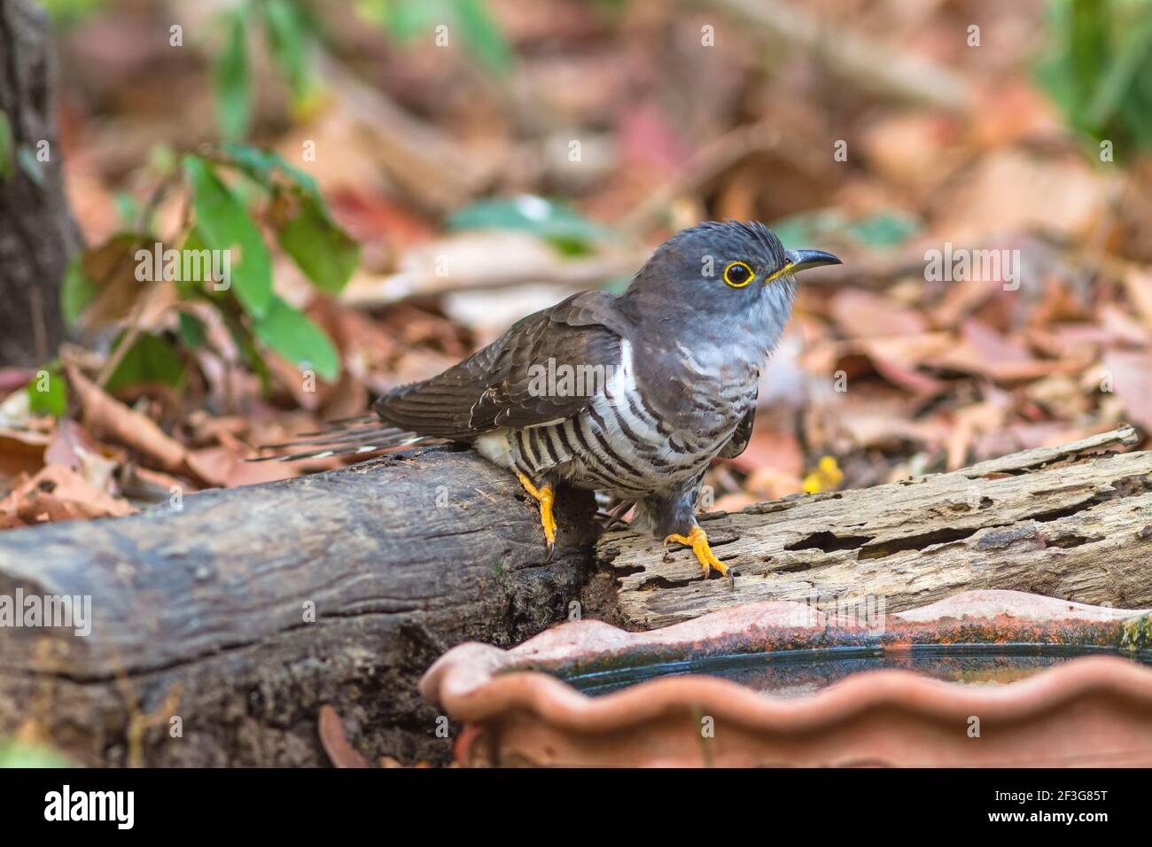 Beautiful of smallest Cuckoo bird and very rare , Indian Cuckoo (Cuculus micropterus),  drinking water on tub   in nature of Thailand Stock Photo