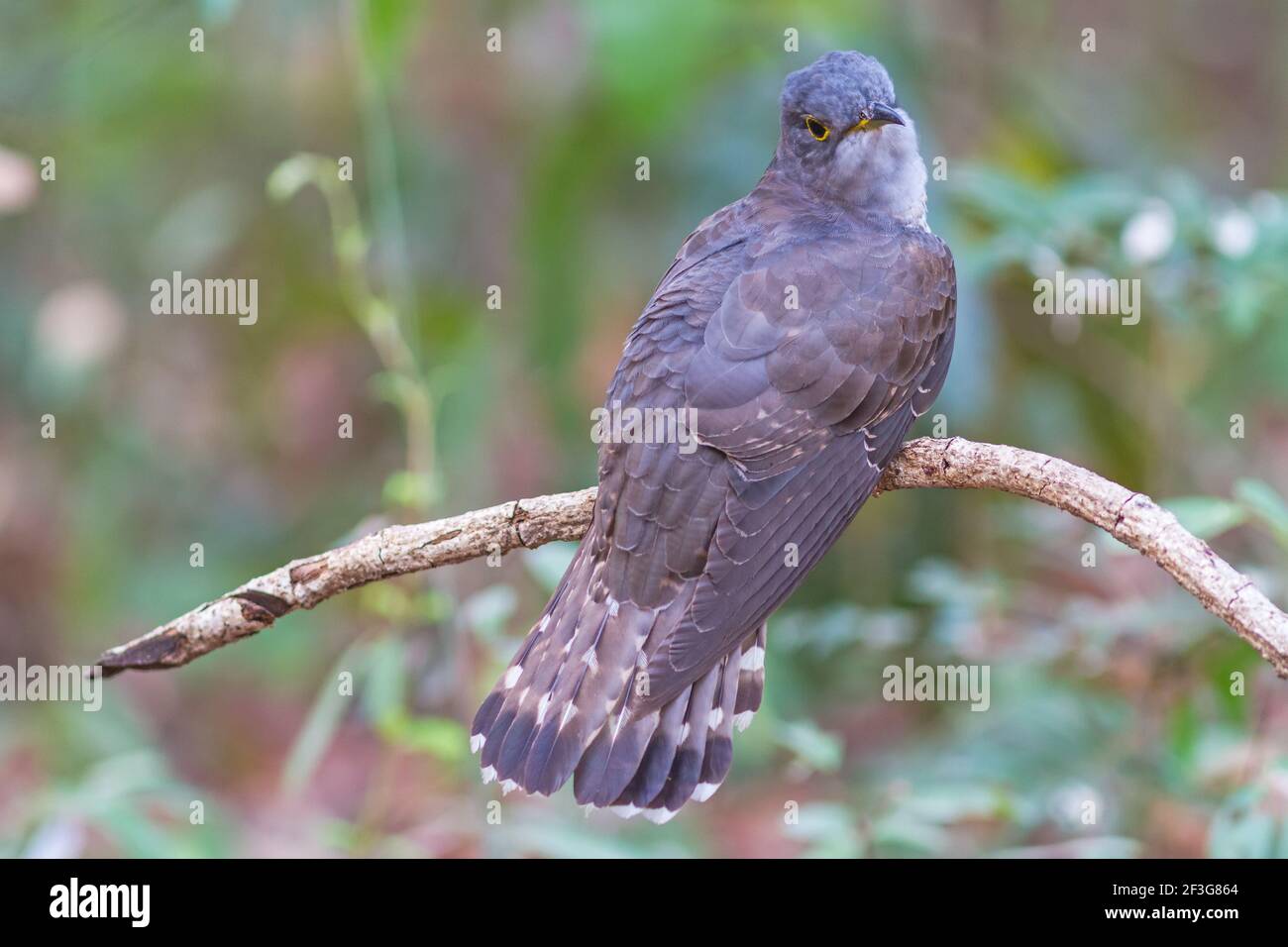 Beautiful of smallest Cuckoo bird and very rare , Indian Cuckoo (Cuculus micropterus),  standing on  branch showing it back profile    in nature of Th Stock Photo