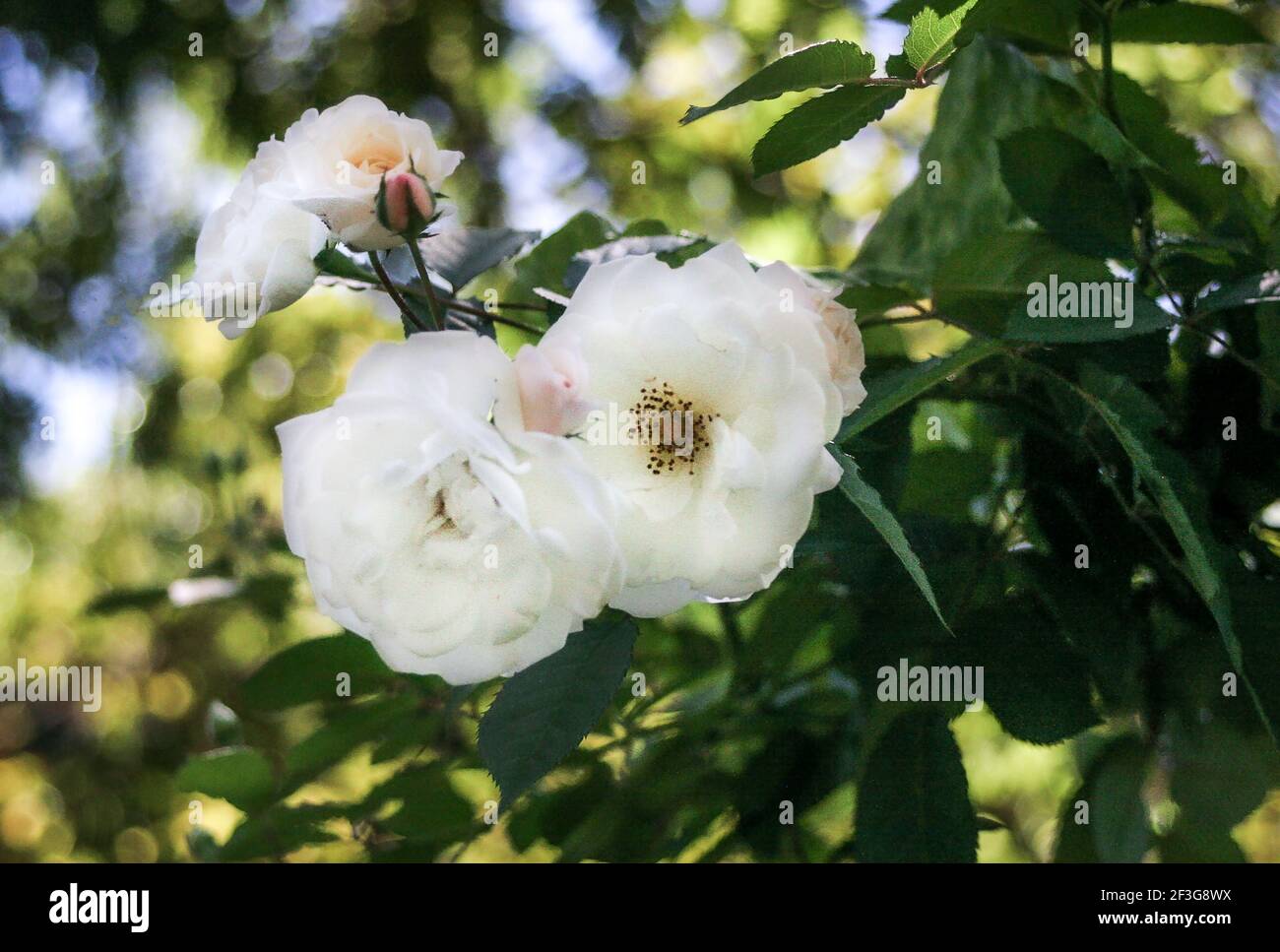 white rose bush Stock Photo