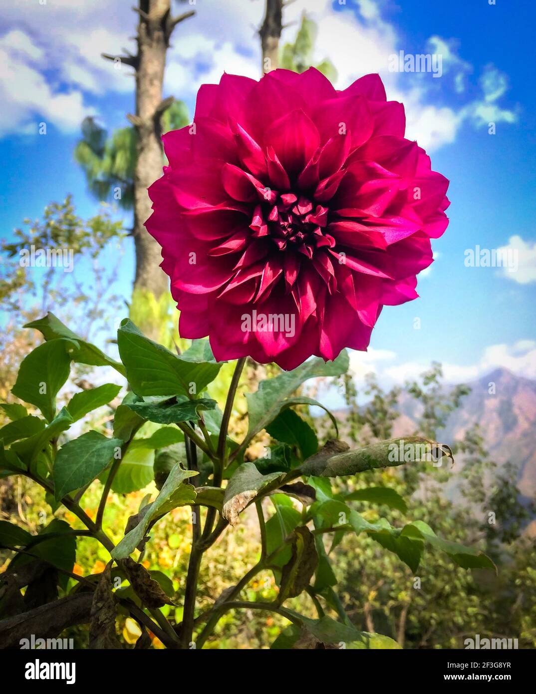 Flor unica hi-res stock photography and images - Alamy