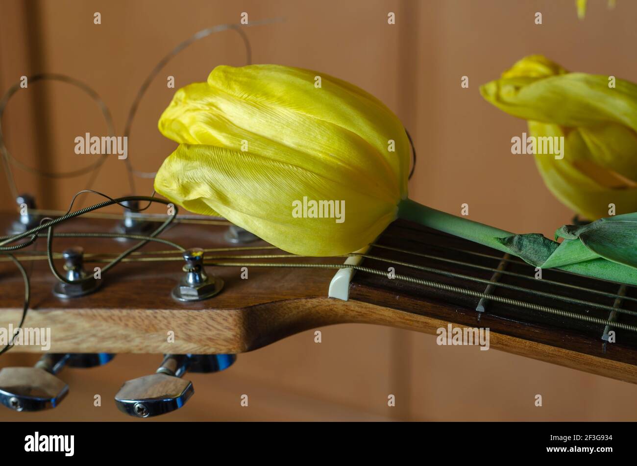 Fading flowers and an acoustic guitar. Yellow tulips lie on the fingerboard  of the guitar. Fading popularity, forgotten glory concept. Selective focus  Stock Photo - Alamy