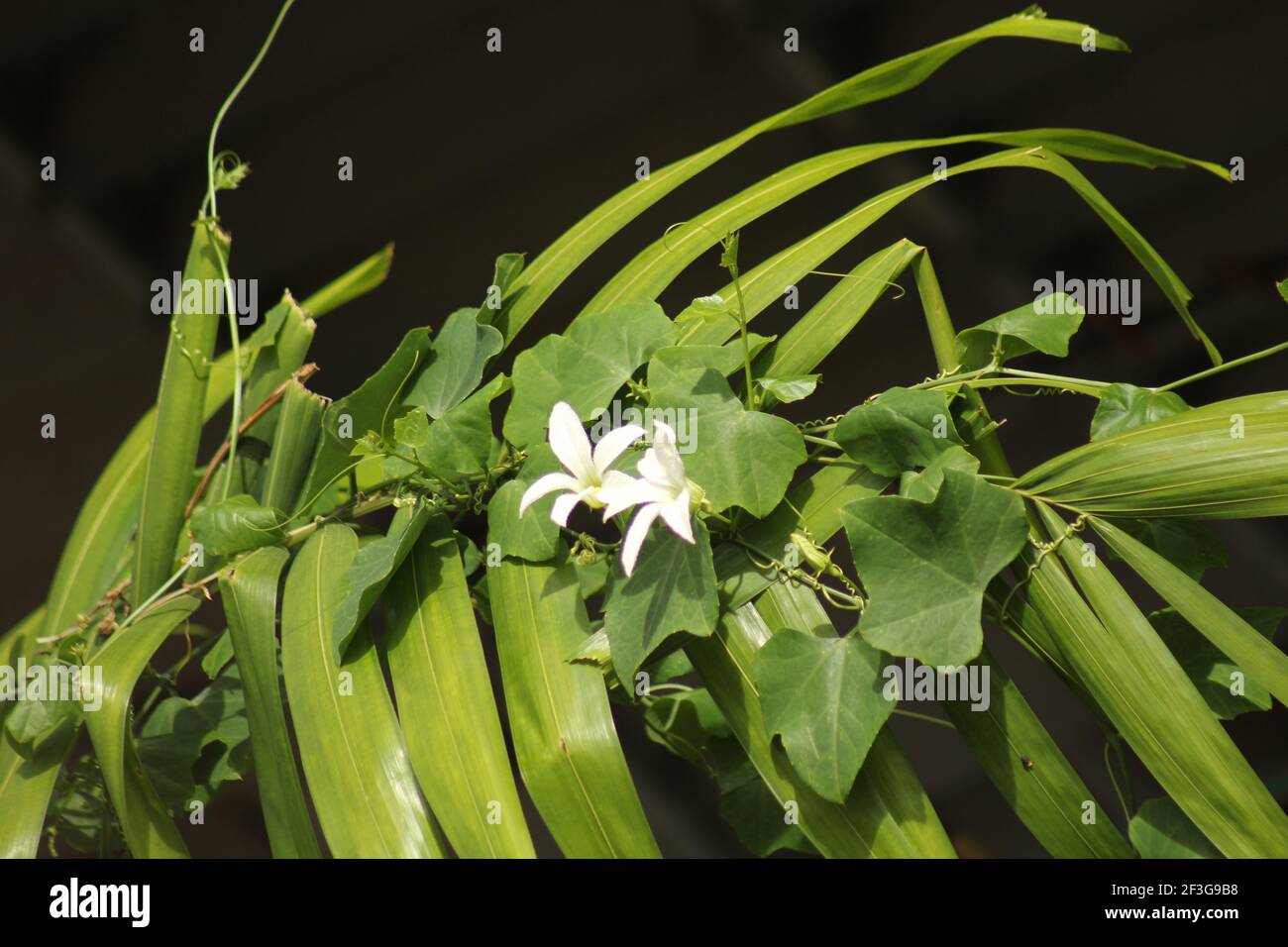 Wild cucumber vine and flowers on palm branch Stock Photo