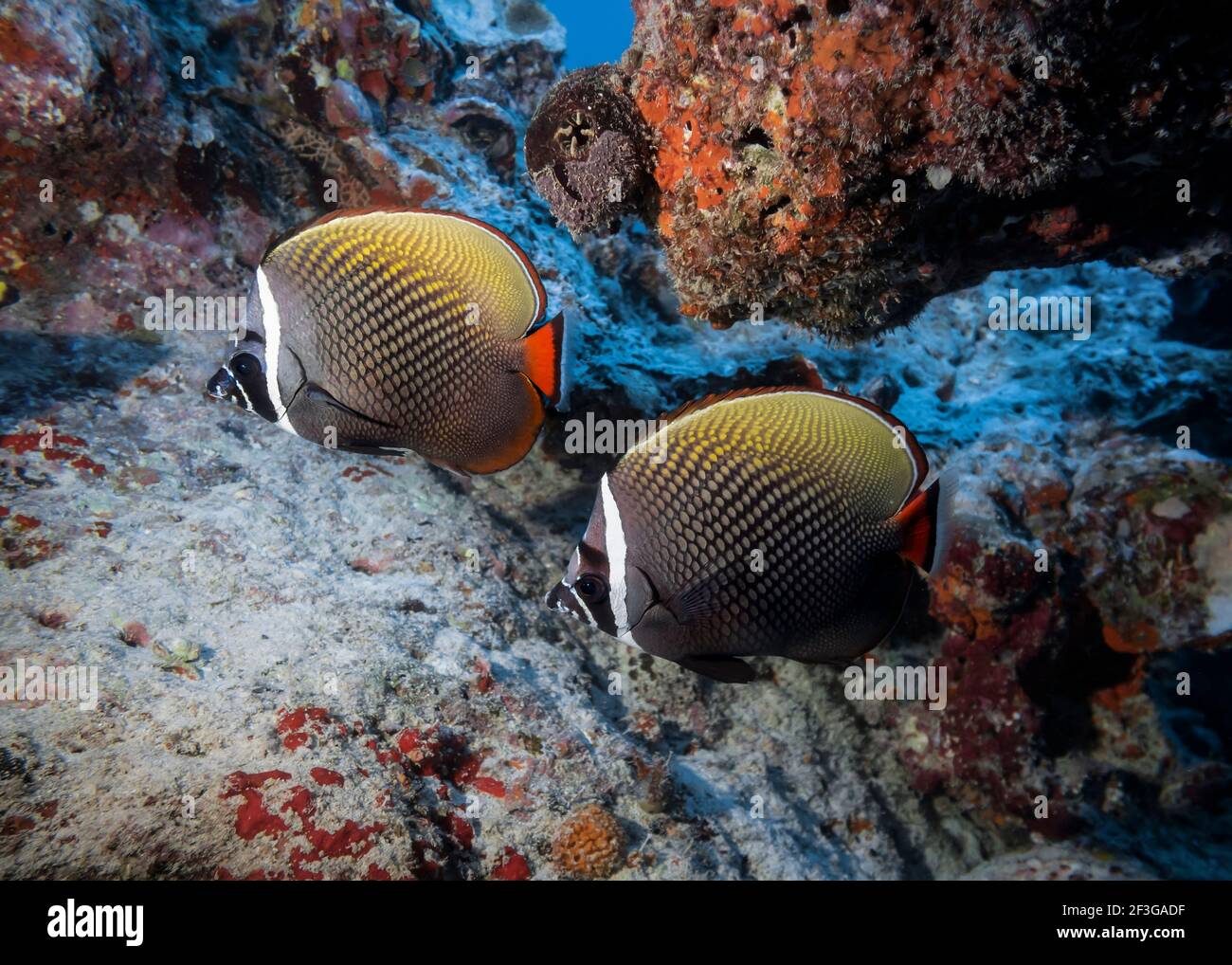 Collared Fish Collared butterflyfish hi-res stock photography and images - Alamy