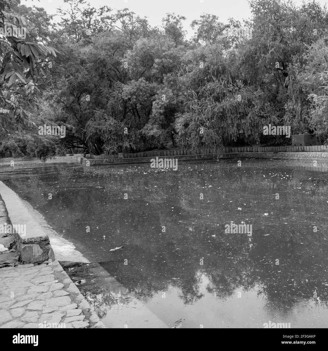Big tree with branches and land with herbs, Big Trees in nature, scenic