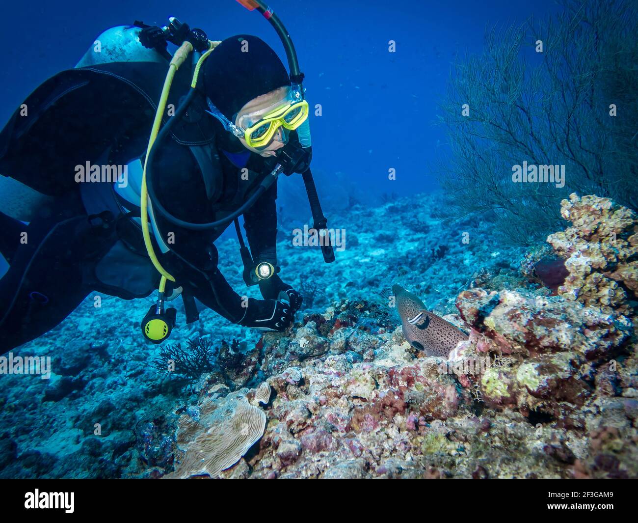 A diver and a Moray Eel look at each other at the bottom of the Indian