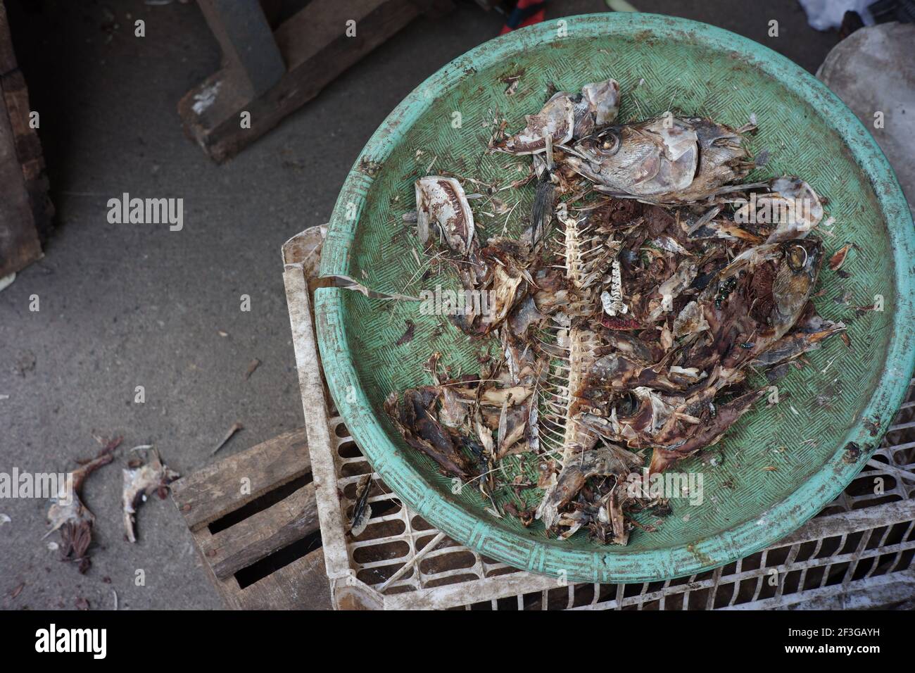 a collection of fish bones in a basket for cat food. food trash lying on the floor. dirty and smelly fish bones Stock Photo