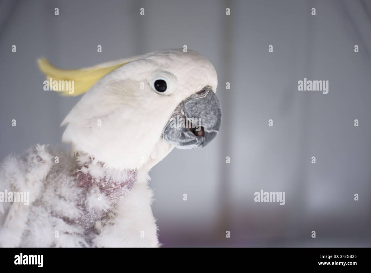 a white parrot who is sick. bird neck feathers that fall due to disease