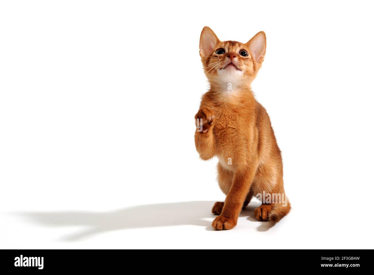 Abyssinian ginger cat sits and raises its paw on a white background