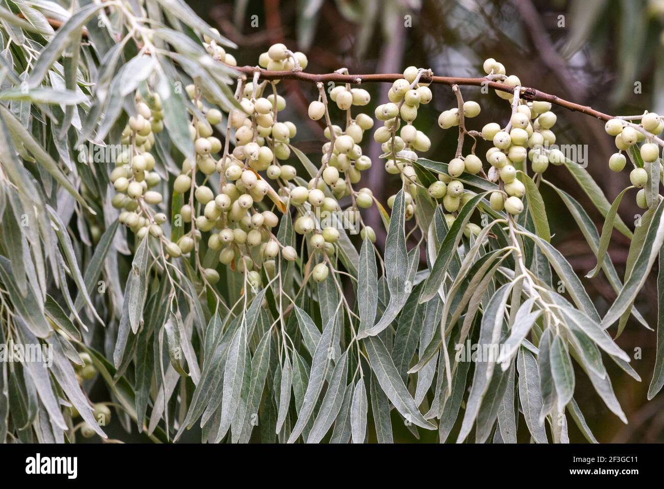 Elaeagnus commutata. Loch silver. Branch with unripe berries. Stock Photo