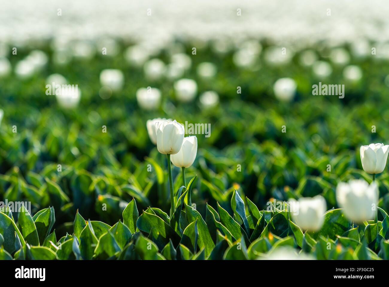 Tulip Flowers Production in Stock Photo Alamy