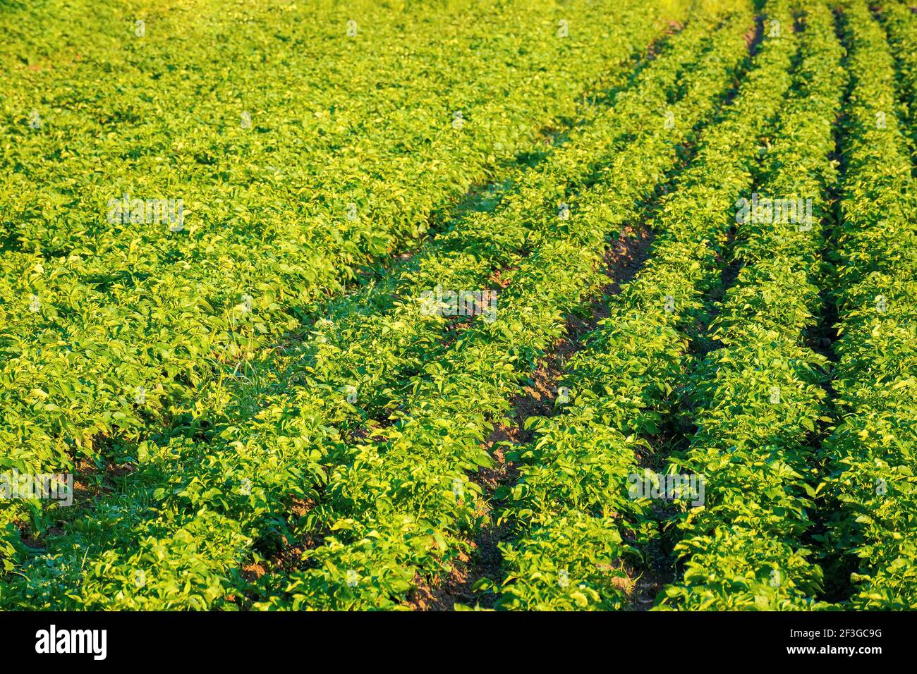 potato plants grow in a row. lush rural field in morning light. organic crop vegetation. green agricultural background in summer Stock Photo