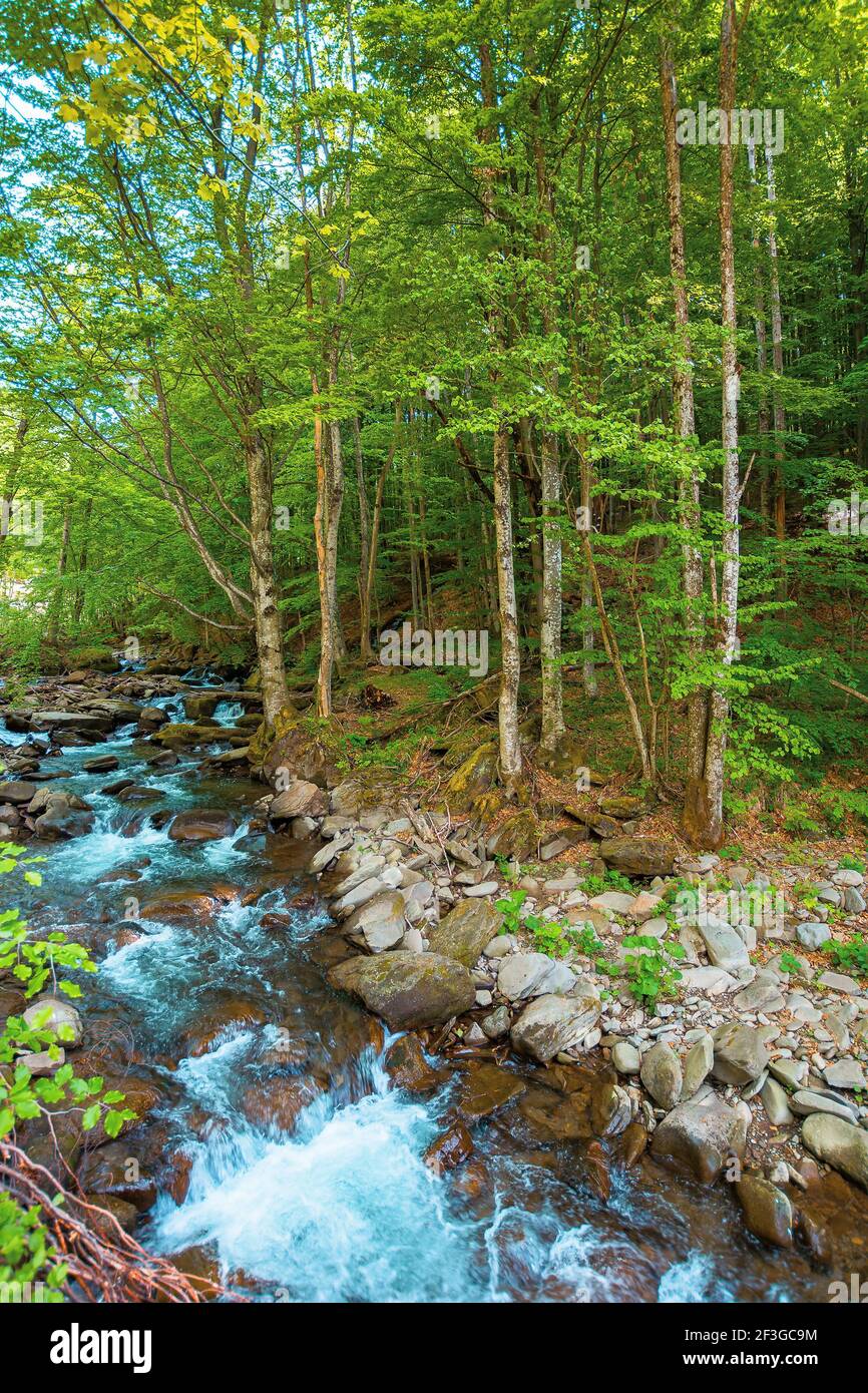 mountain river runs through forest. summer nature scenery on a sunny ...