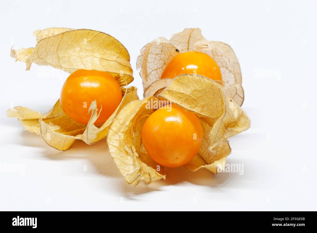 three physalis with shells on white background Stock Photo