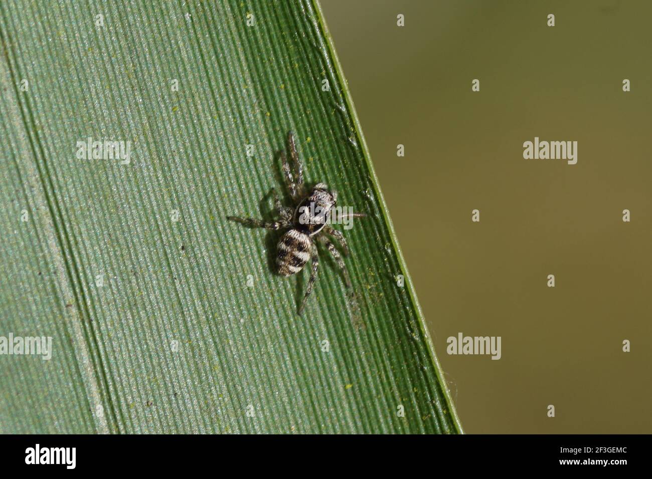 Larva Of A Zebra Spider Salticus Scenicus On A Bamboo Leaf Family Jumping Spiders Salticidae In A Dutch Garden Late Winter Spring Netherlands Stock Photo Alamy