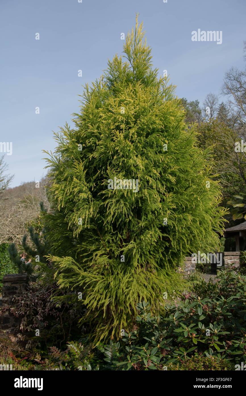 Spring Foliage of an Evergreen Japanese Cedar Tree (Cryptomeria japonica 'Sekkan-sugi') Growing in a Garden in Rural Devon, England, UK Stock Photo