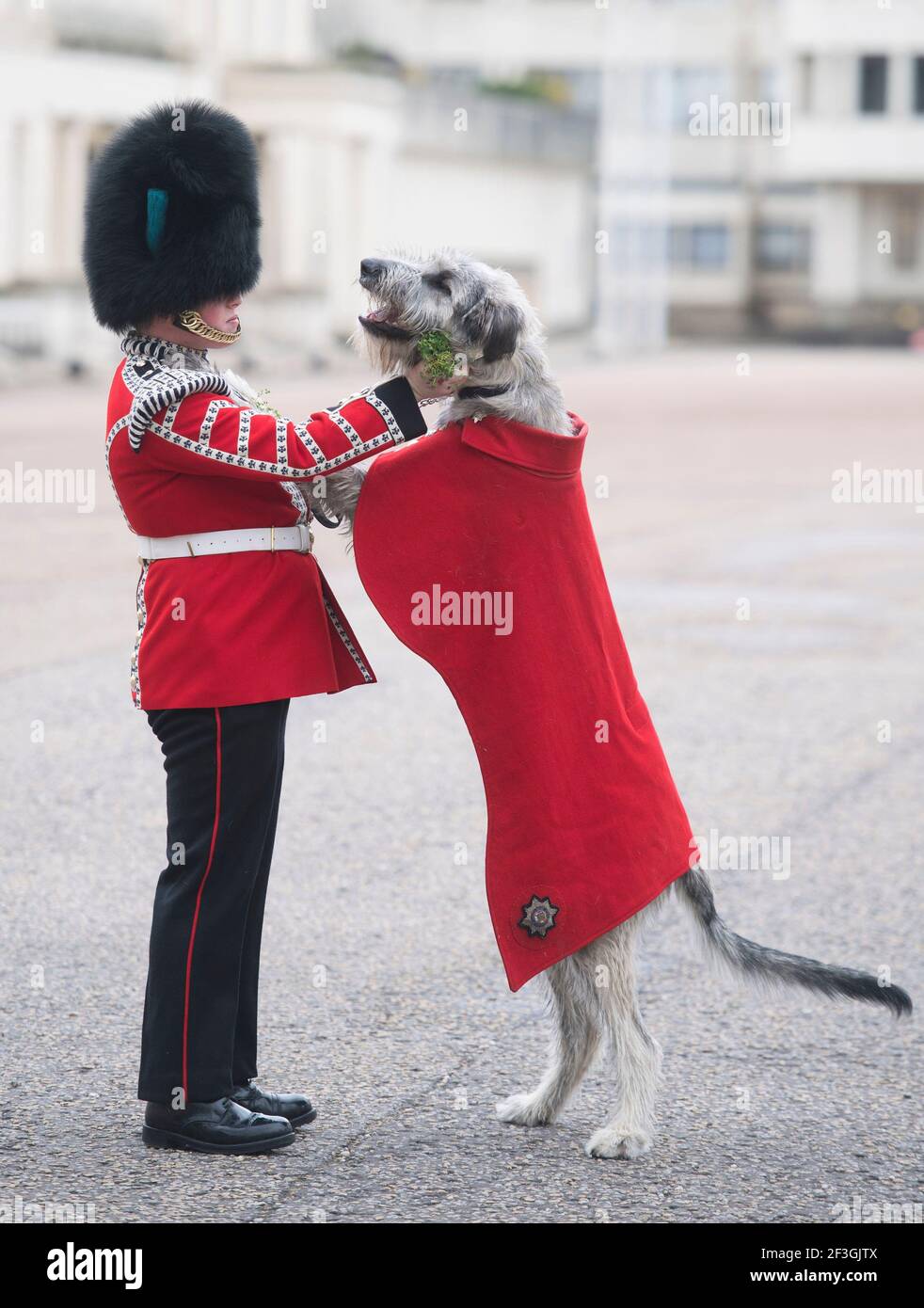 Irish Guards' new mascot, Irish Wolfhound Turlough Mor with his handler ...