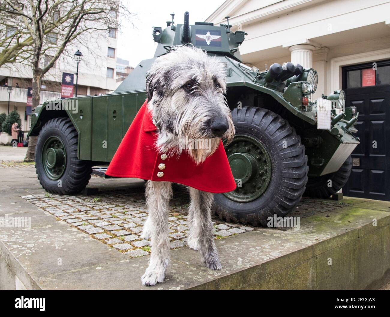 Irish Guards' new mascot, Irish Wolfhound Turlough Mor with his handler