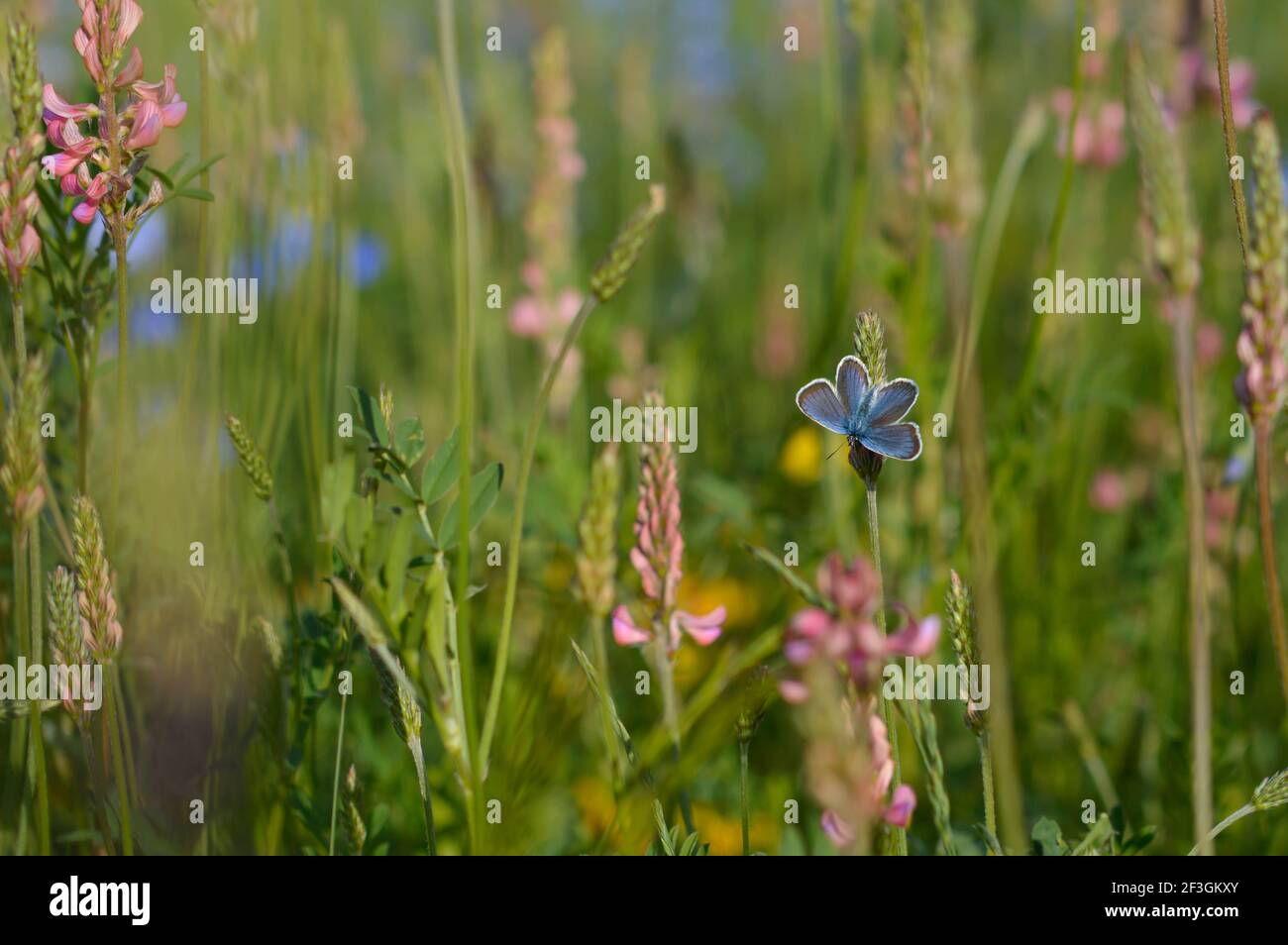 Common blue butterfly in the wild on a field, flowers and plants, natur background, wings open Stock Photo