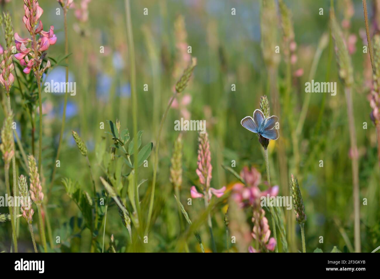 Common blue butterfly in the wild on a field, flowers and plants, natur background, wings open Stock Photo