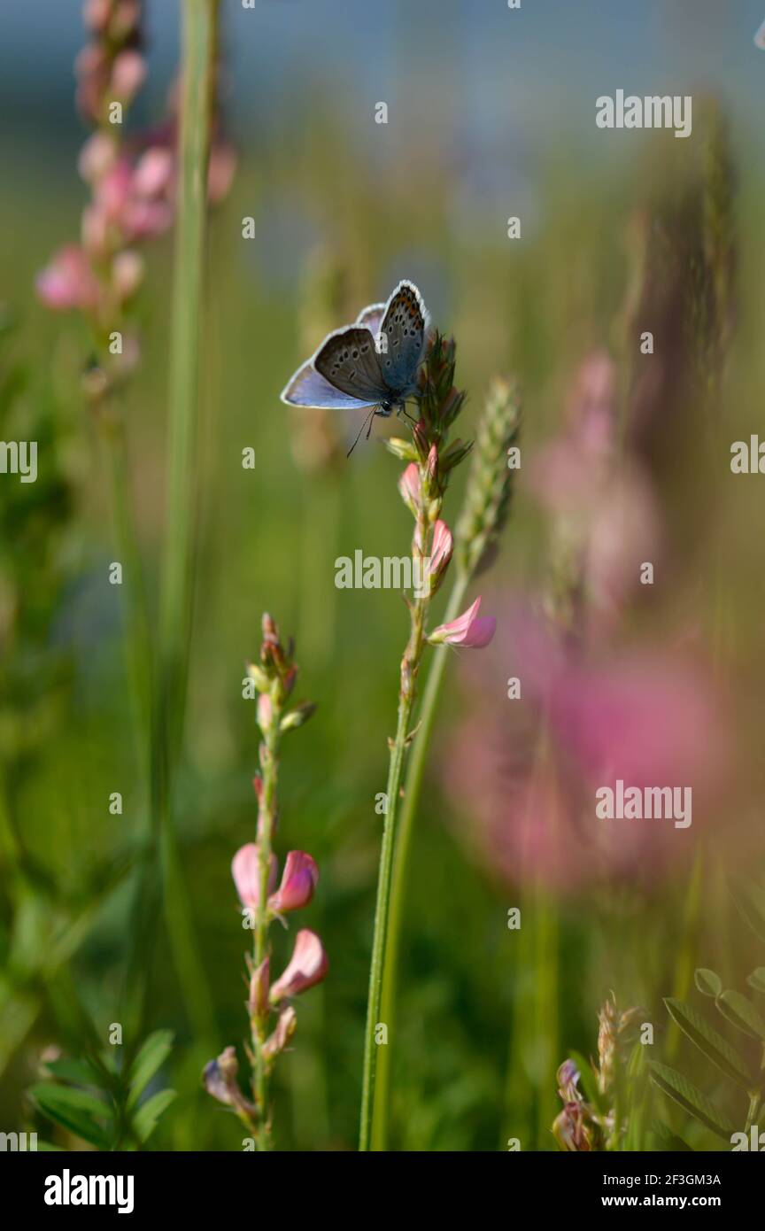 Common blue butterfly in the wild on a field, flowers and plants, natur background, wings closed Stock Photo