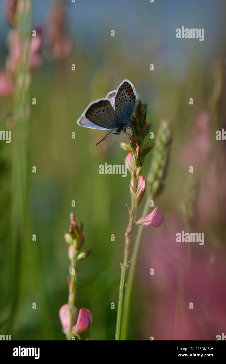 Common blue butterfly in the wild on a field, flowers and plants, natur background, wings closed Stock Photo