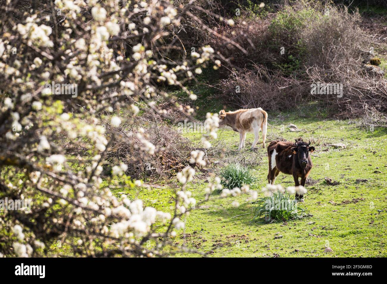 vache, cow, during the 2018 WRC World Rally Car Championship, Tour de ...