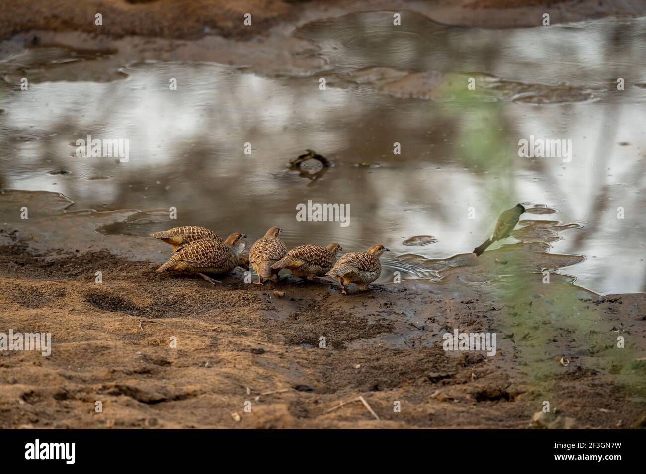 grey francolin or grey partridge or Francolinus pondicerianus family or flock of birds together on a waterhole to drink water or quenching thirst Stock Photo