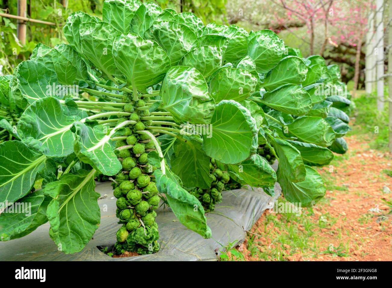 Brussels sprout vegetable in the farm Stock Photo Alamy