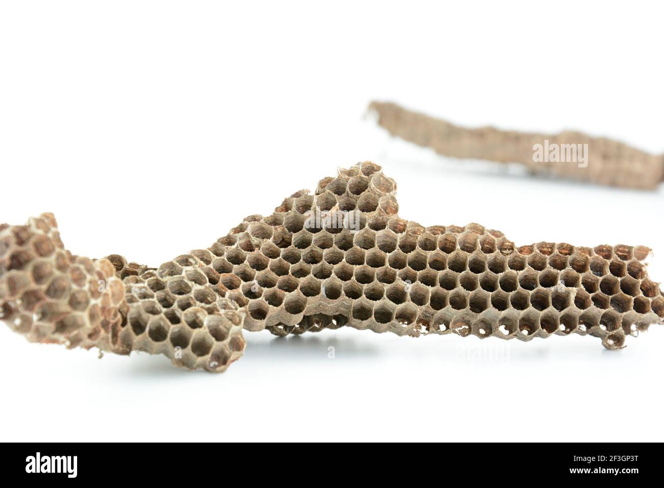 Dried honeycombs (bee hives) on white background Stock Photo