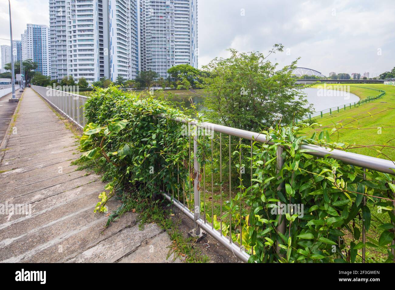 Lush green creeper plants creeping up onto the silver railing. Stock Photo