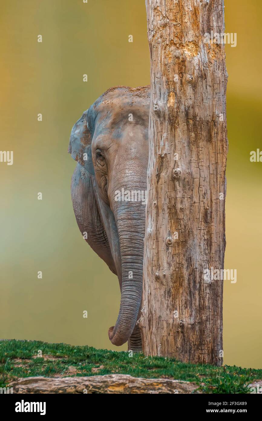 an Indian elephant is hiding behind a tree Stock Photo Alamy