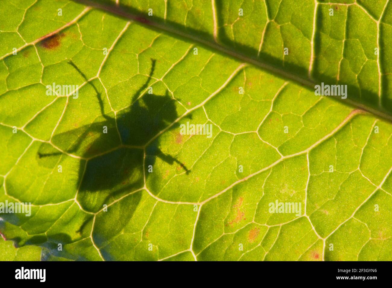 Silhouette of a fly on a sunlit leaf of Broad-leaved dock, seen from the bottom side Stock Photo