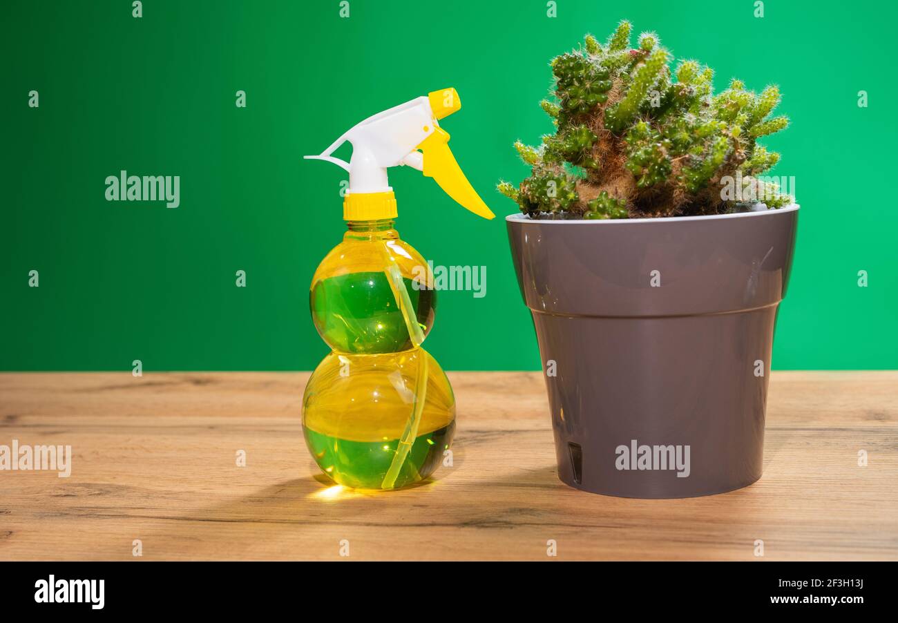Air freshening fabric softener spray bottle. Spraying water on indoor  plants, green cactus. Spray bottle with lemon water. Hydration of plants  Stock Photo - Alamy