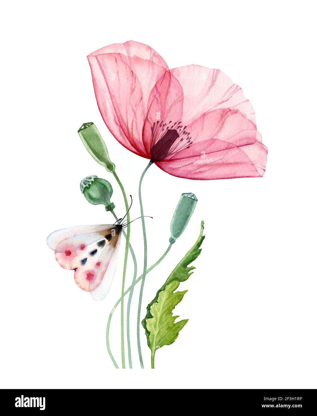 Watercolor poppy flower with moth. Big transparent pink flower with colorful butterfly. Hand painted print ready abstract artwork. Botanical Stock Photo