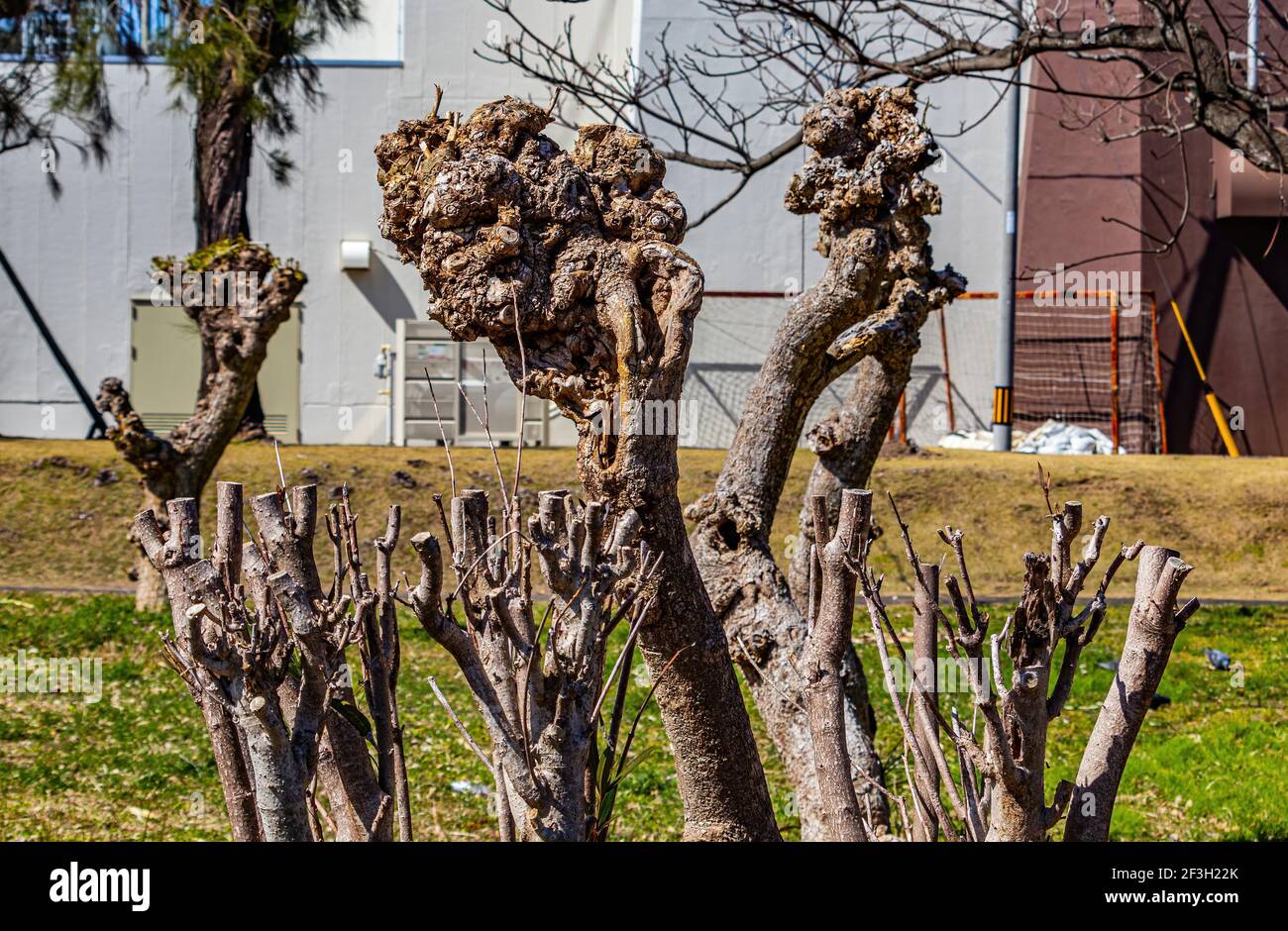 How to cut back willow hires stock photography and images Alamy