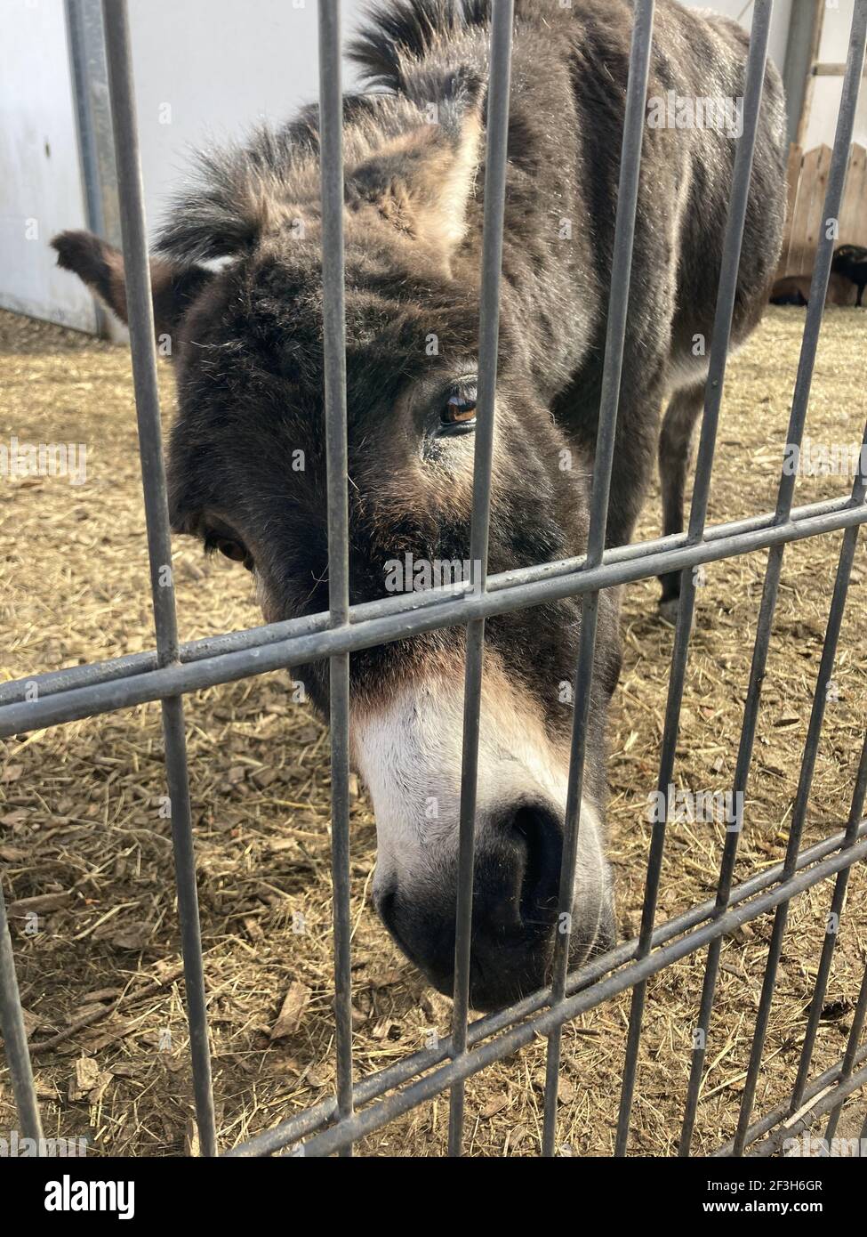 A closeup of a donkey behind an iron fence at a farm Stock Photo Alamy