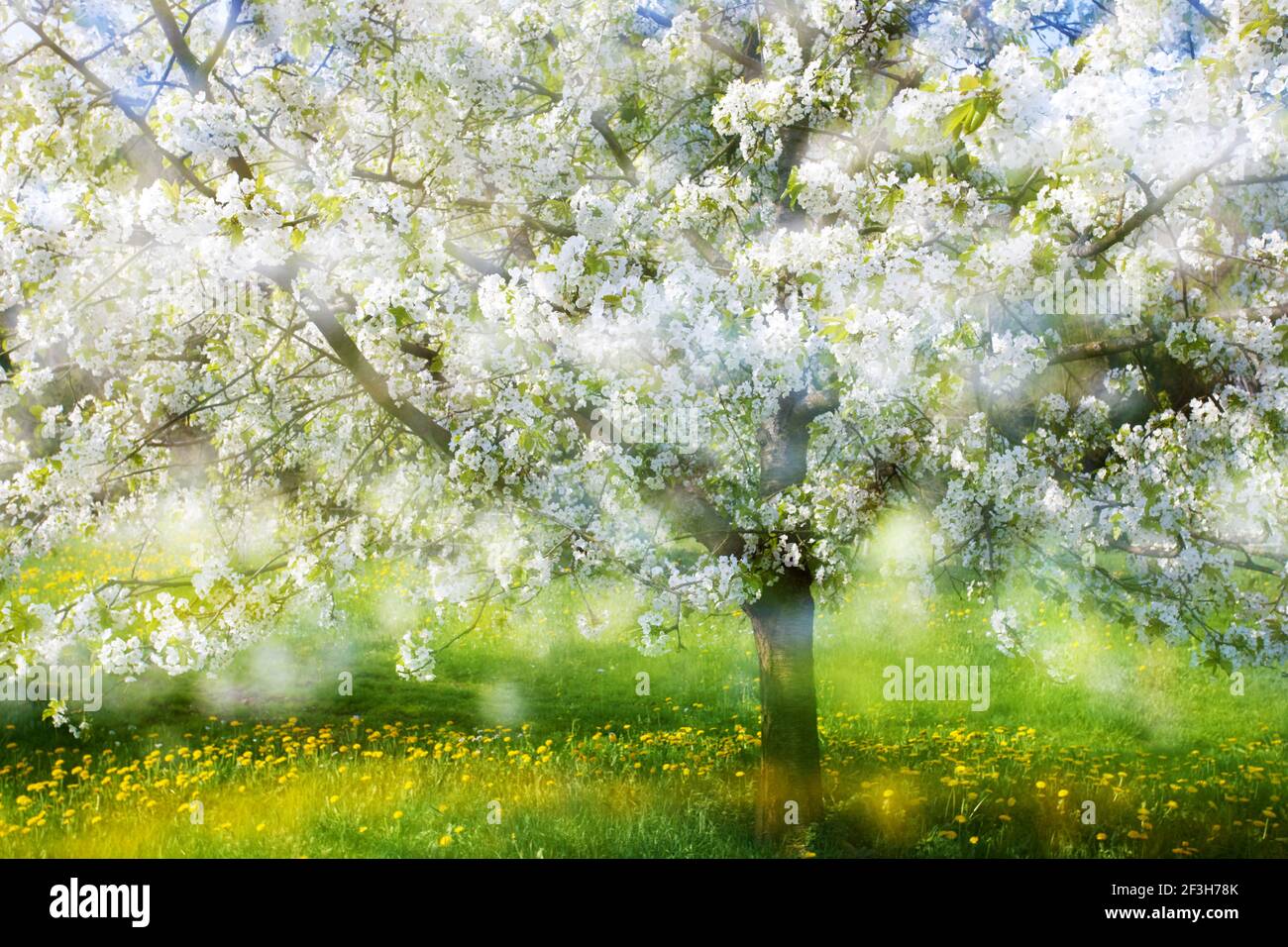 Blühender Kirschbaum in Franken, Blooming cherry tree in frankonia Stock Photo