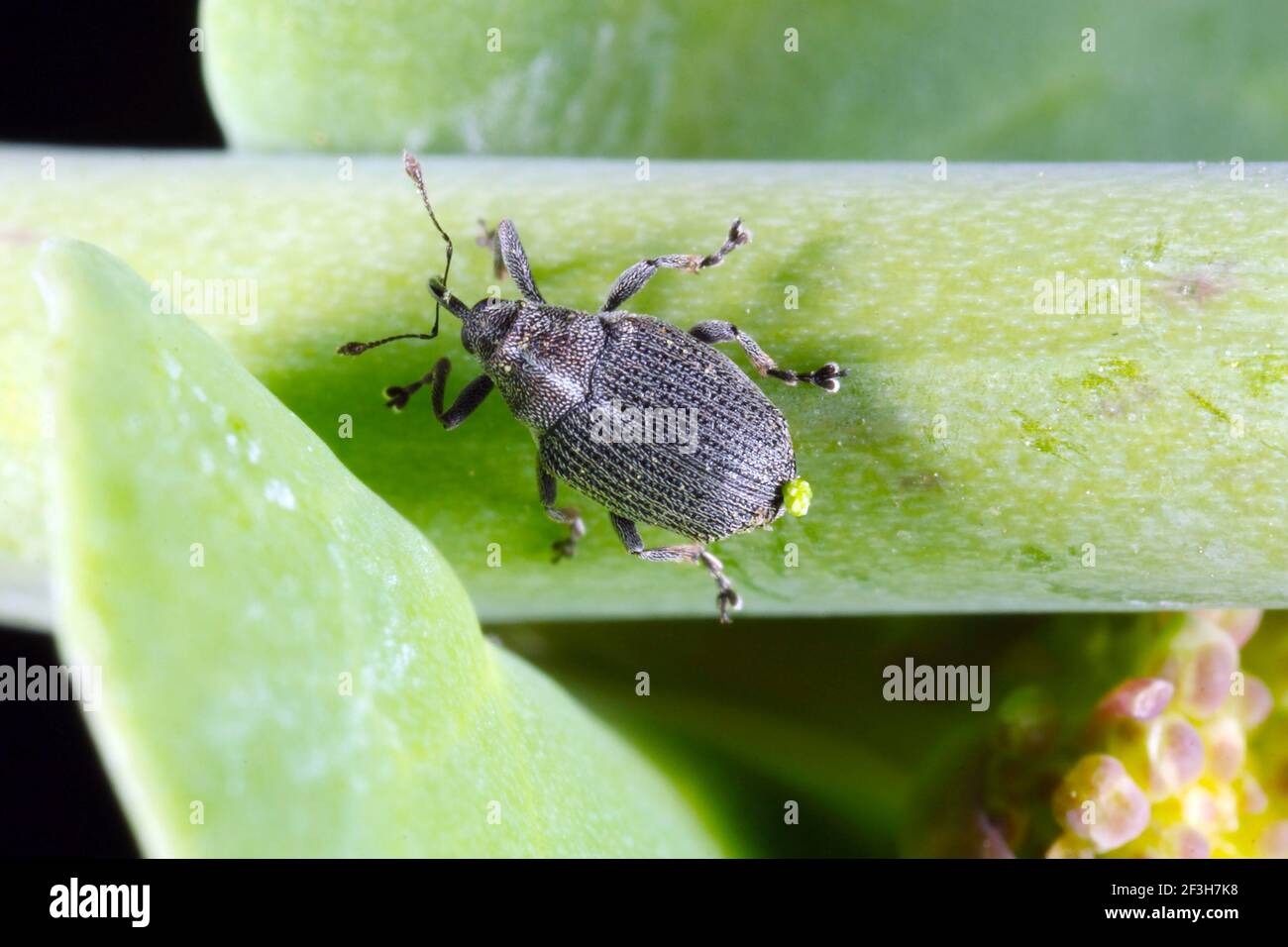 The cabbage seed pod weevil, Ceutorhynchus obstrictus (formerly called ...