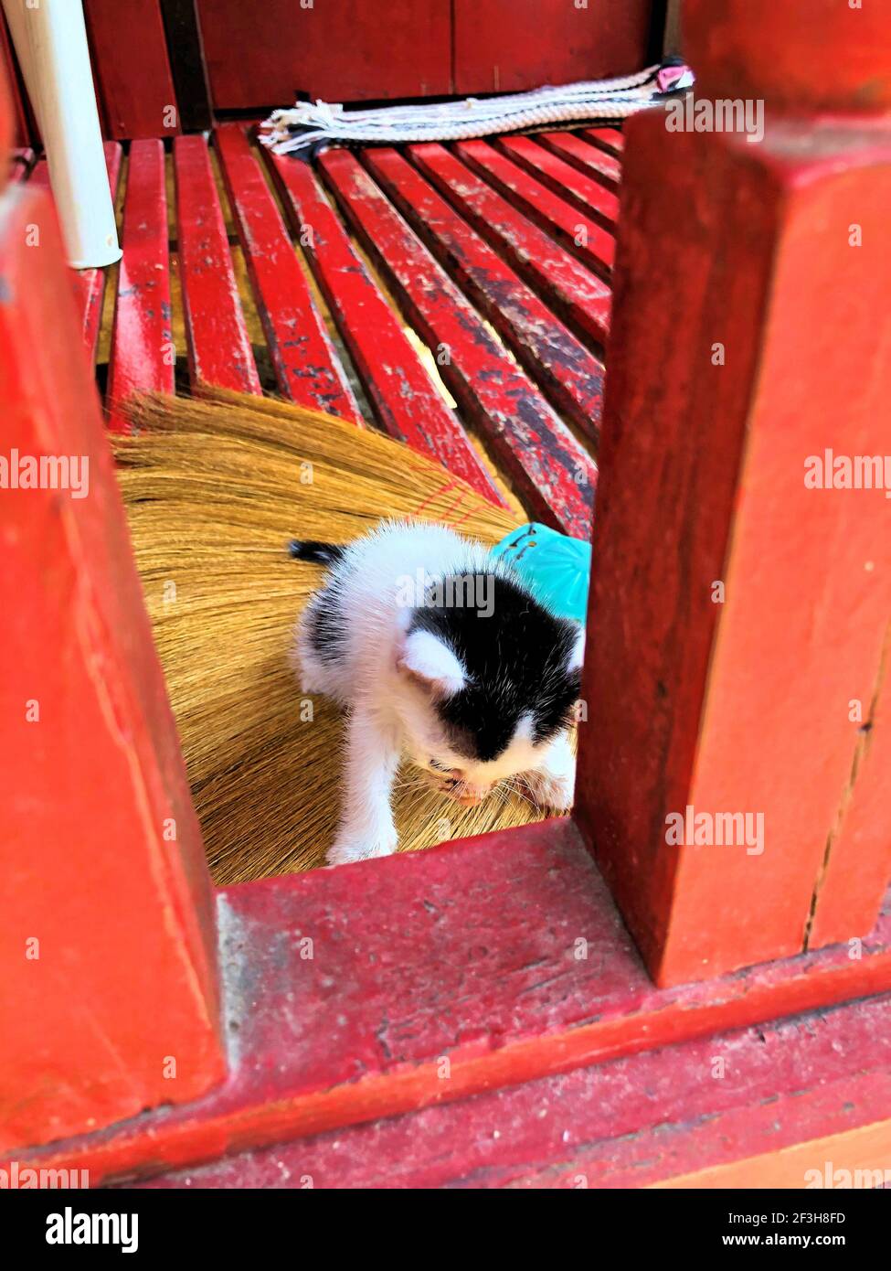 Cute baby cat is searching her mama in Koh Samui in Thailand 23.1.2019 Stock Photo