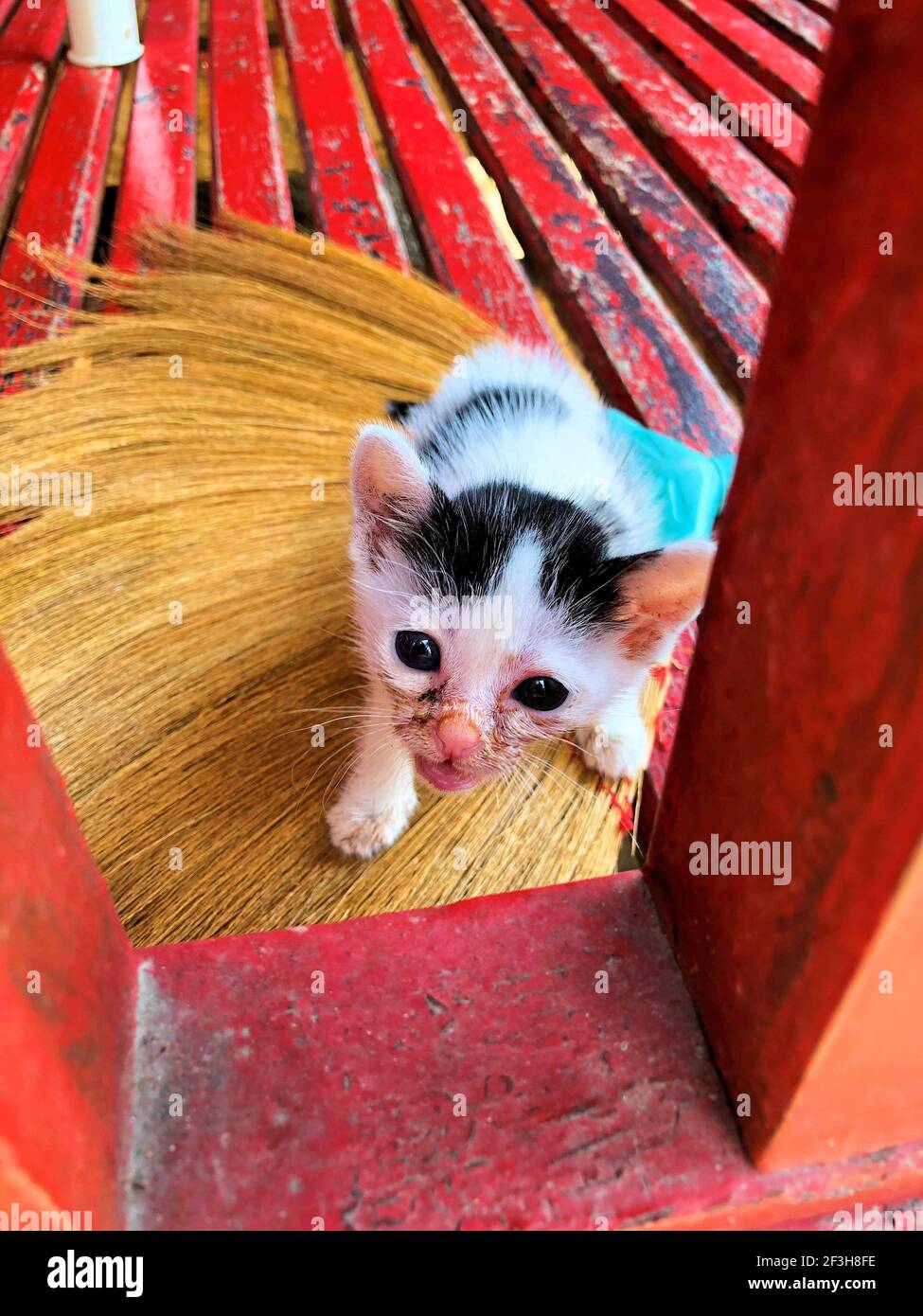 Cute baby cat is searching her mama in Koh Samui in Thailand 23.1.2019 Stock Photo