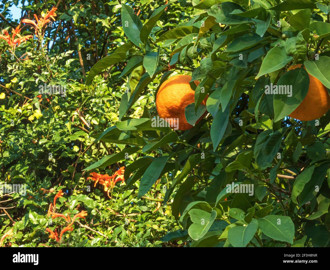 Tangerine Tree Ripe Ripe fruits of a tangerine tree close up among green foliage Stock ...
