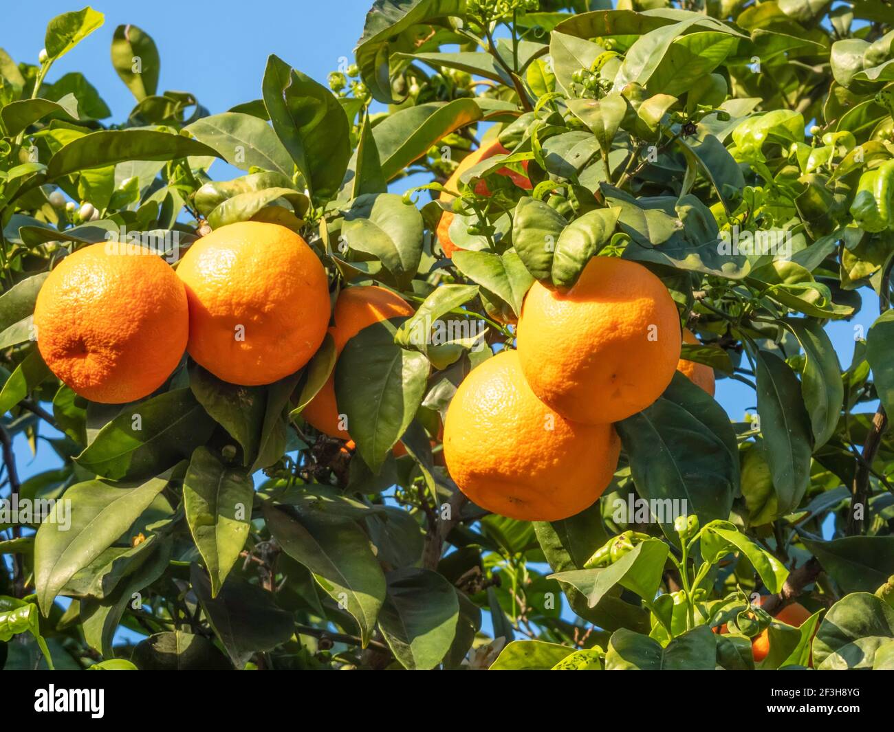 Tangerine Tree Ripe Ripe fruits of a tangerine tree close up among green foliage Stock ...