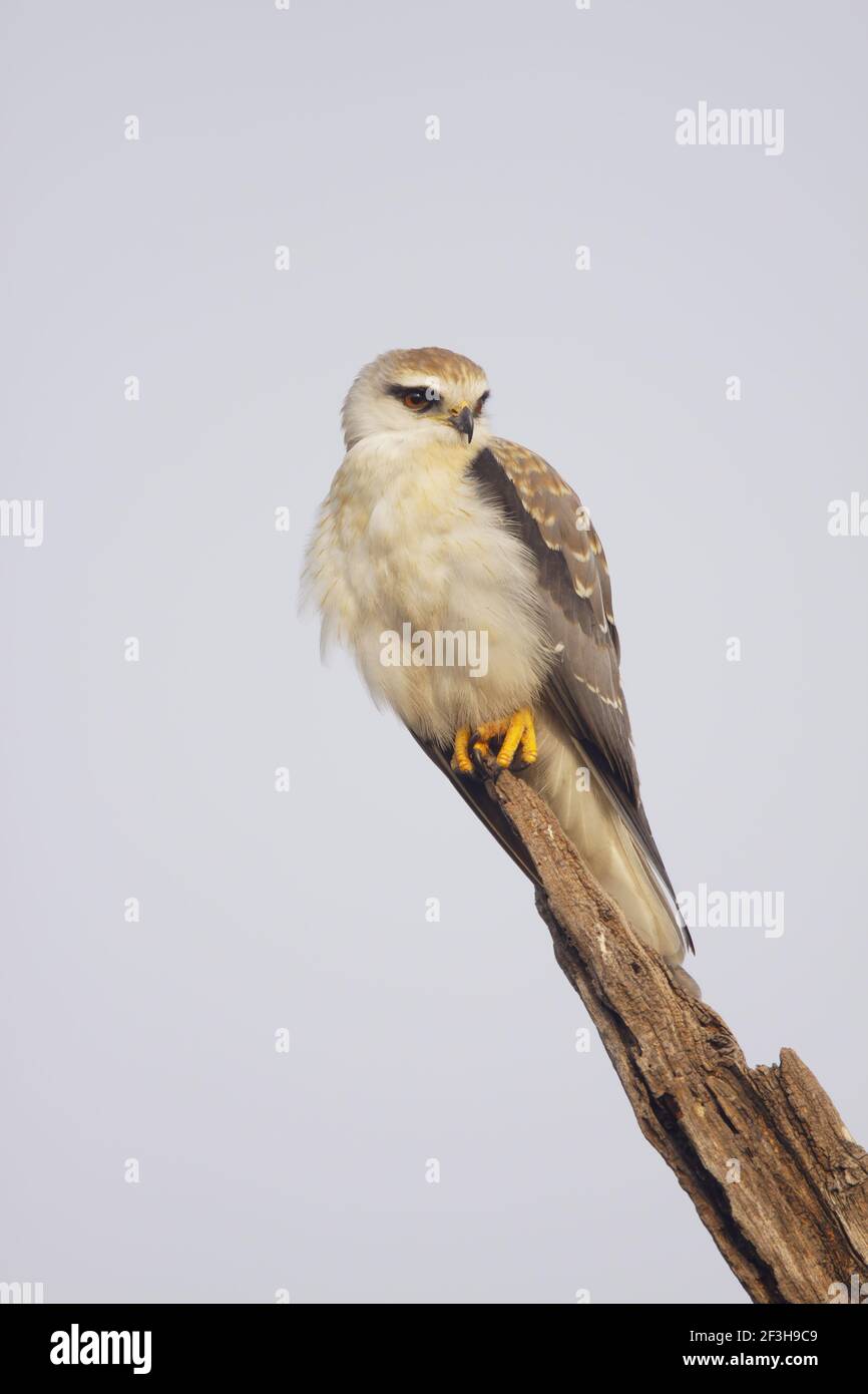 Asian birds of prey hi-res stock photography and images - Alamy