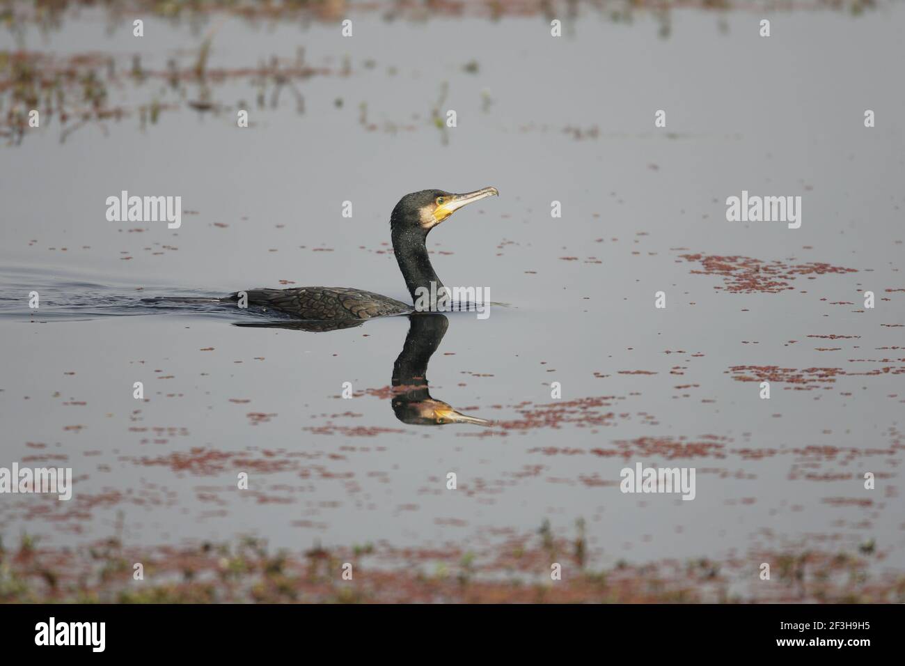 Great Cormorant - Swimming Phalacrocorax carbo Keoladeo Ghana National Park Bharatpur, Rajasthan, India BI017617 Stock Photo