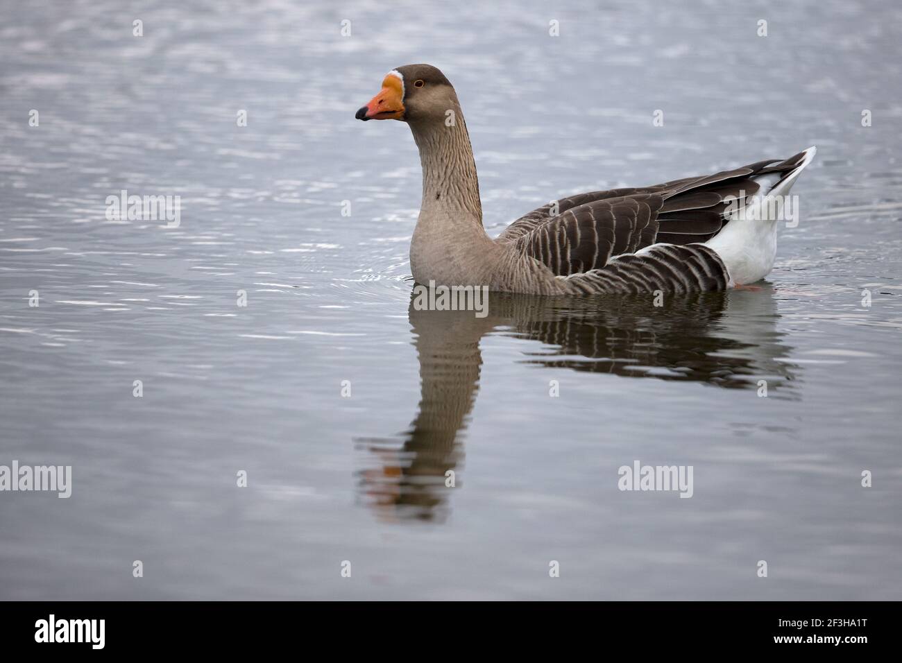 Greylag x Swan Goose hybrid (Anser anser x cygnoides Stock Photo - Alamy