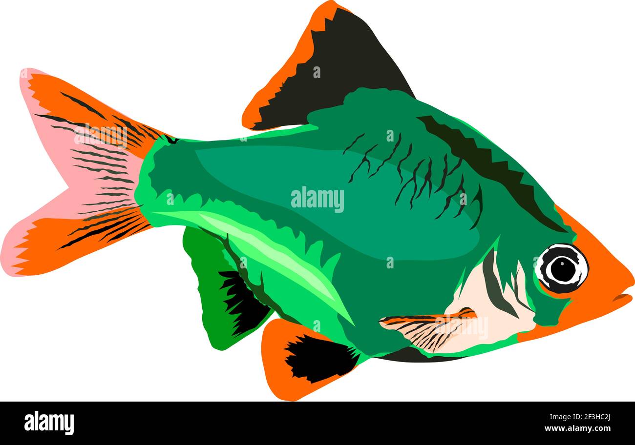 Vector of isolated green tiger barb fish Stock Vector