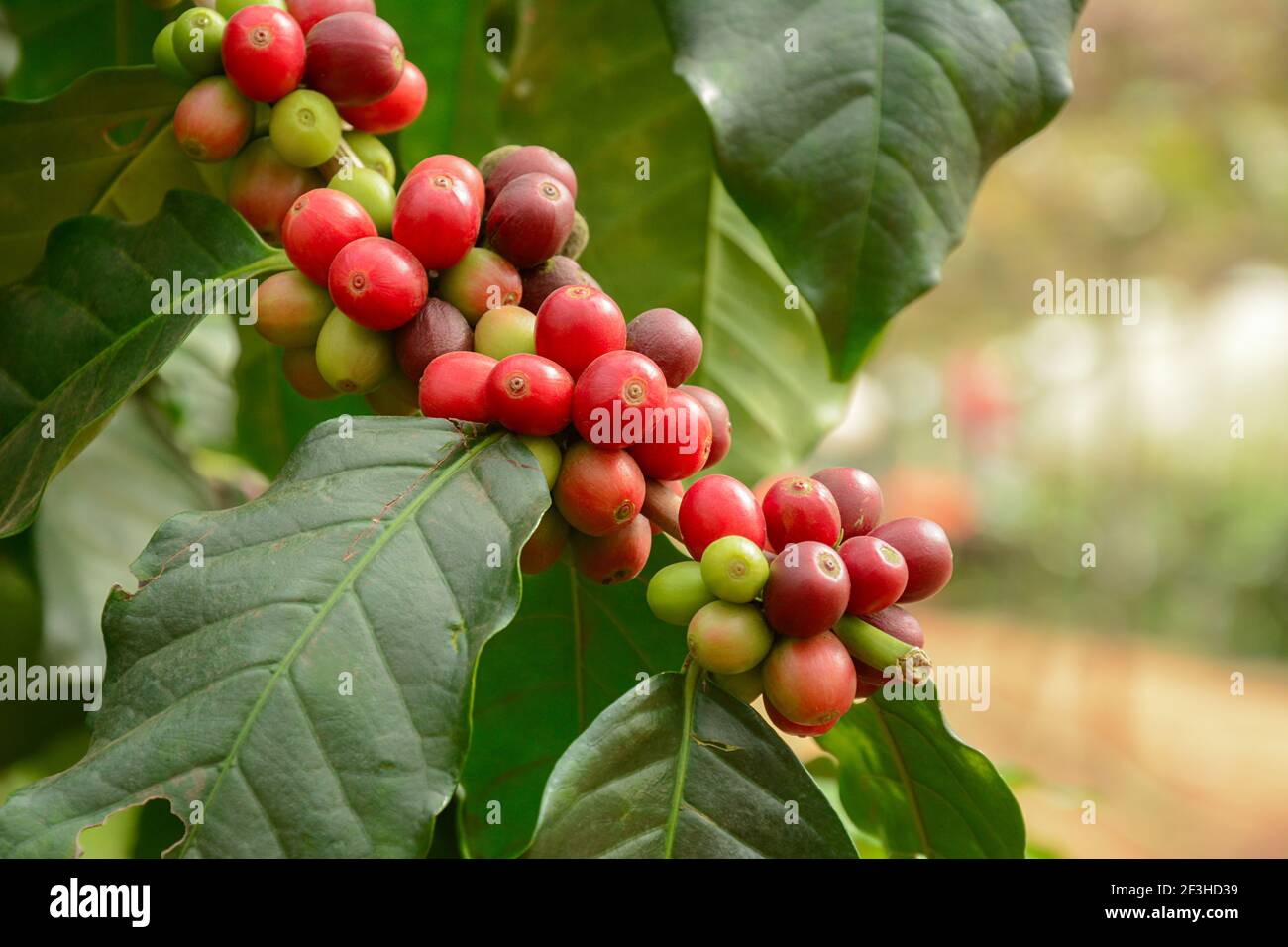 Fresh coffee beans on branch of coffee tree - Arabica coffee Stock Photo