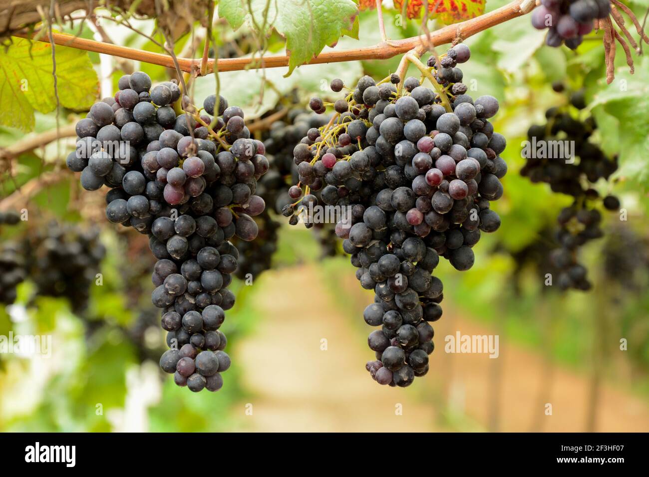 Grape clusters hanging on the vine Stock Photo Alamy