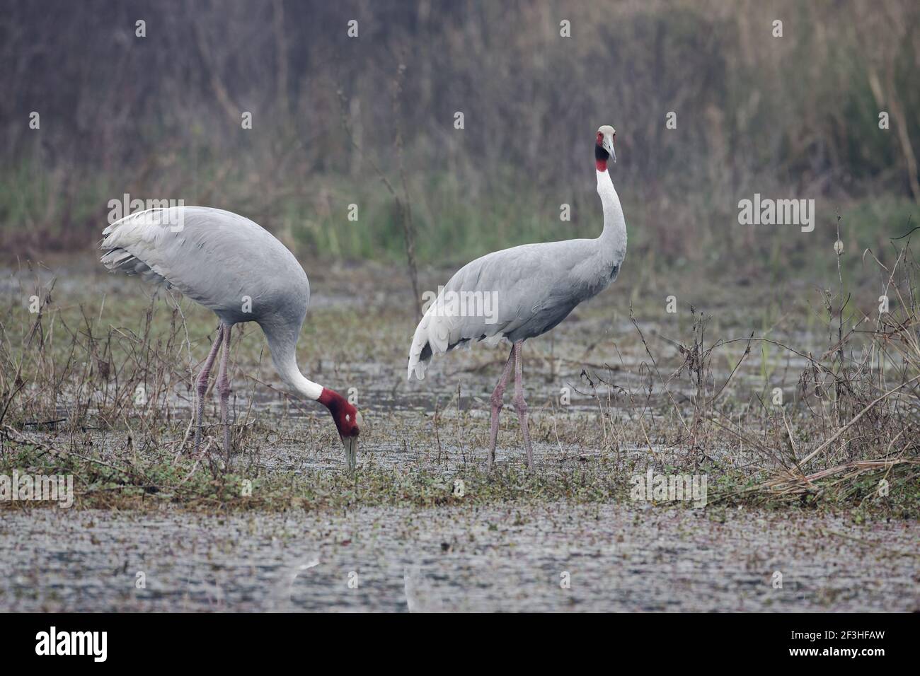 Sarus Crane - Pair feeding in marsh Grus antigone Keoladeo Ghana National Park Bharatpur  Rajasthan  India BI018264 Stock Photo