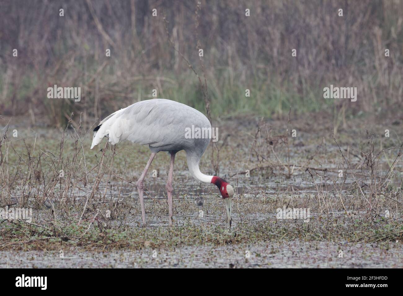 Sarus Crane - Feeding in marsh Grus antigone Keoladeo Ghana National Park Bharatpur  Rajasthan  India BI018274 Stock Photo